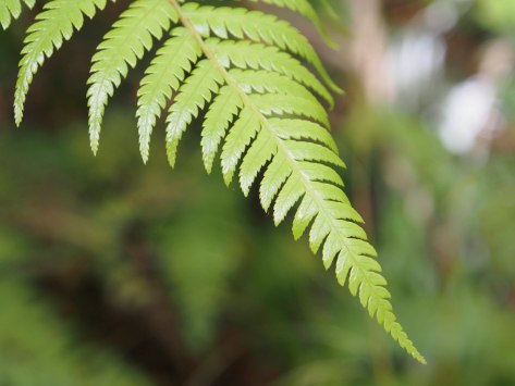 New Zealand iconic fern
